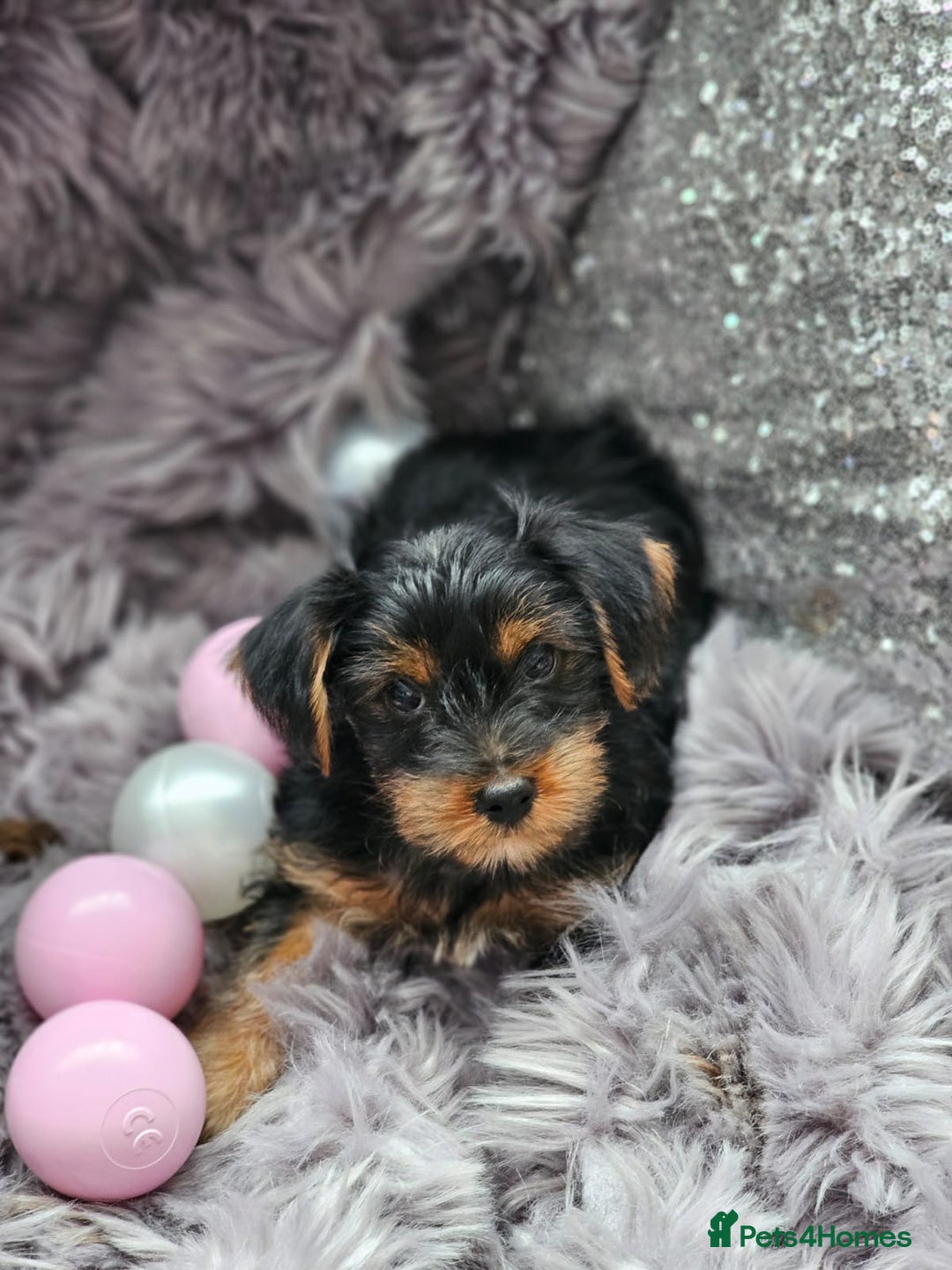 Yorkshire Terrier dogs for sale: Beautiful Yorkshire terrier puppies  - Image 7