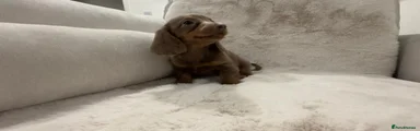 Miniature Dachshund Puppy 5