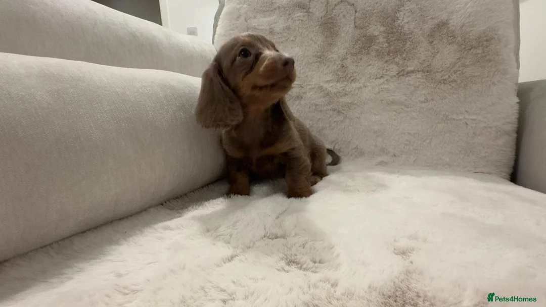 Miniature Dachshund dogs for sale: Oustanding Longhair Minature Dachshund  - Advert 2