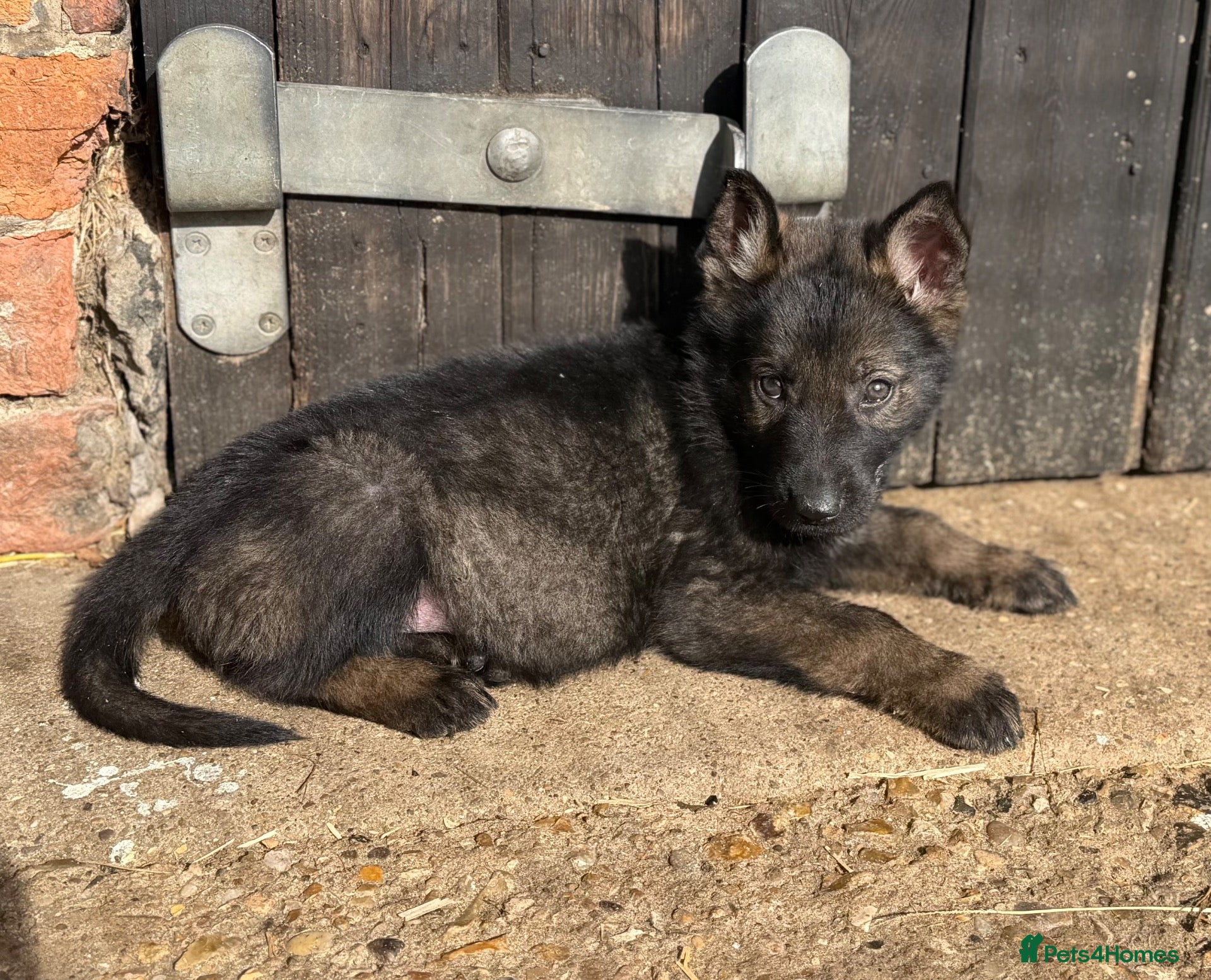German Shepherd dogs STRONG ALERT PUPS - Advert 2