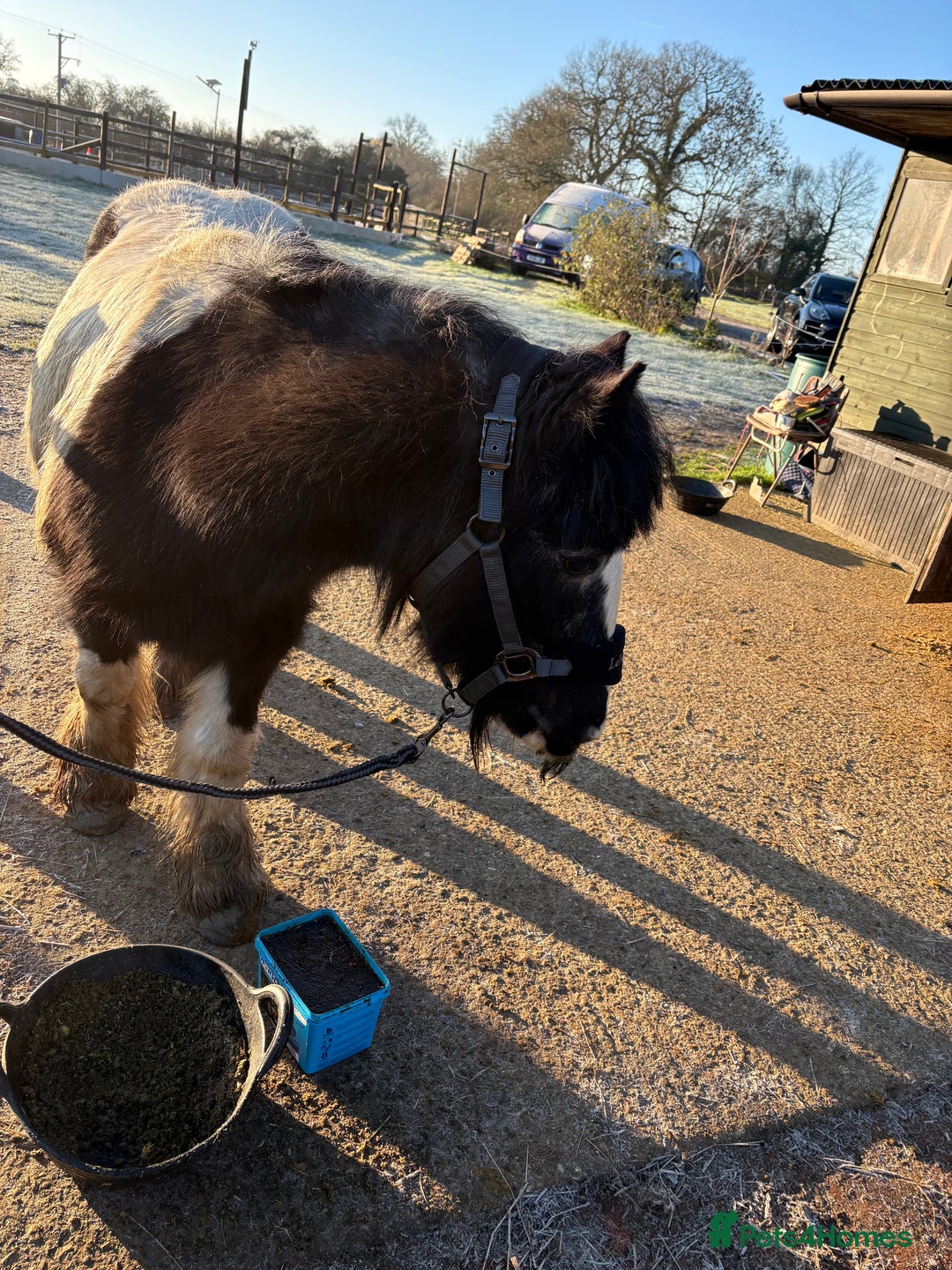 Irish Cob horses for sale: Duchess  - Advert 6