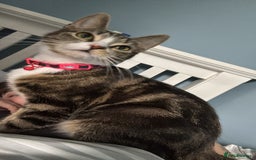 Domestic Shorthair cats for sale: Domestic shorthaird  - Image 6