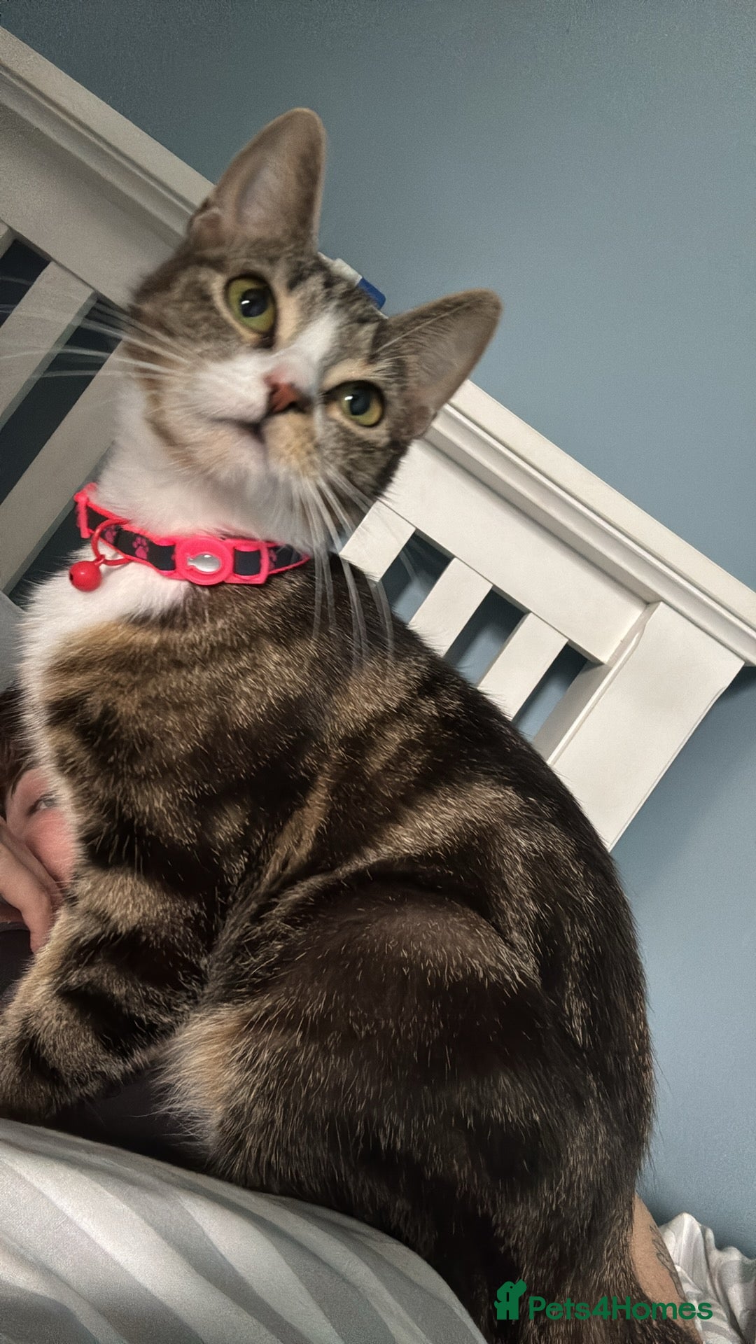 Domestic Shorthair cats for sale: Domestic shorthaird  - Image 6