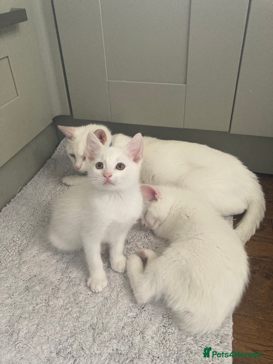 Turkish Van cats for sale: Gorgeous Turkish Van kitten - Advert 2