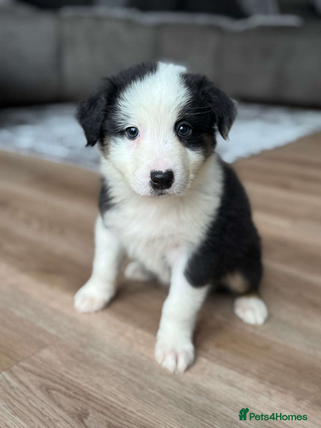 Australian Shepherd dogs for sale: 2 KC registered puppies remaining! Price drop  - Image 13