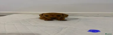 Dachshund Puppy 1