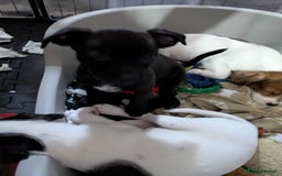 Mixed Breed dogs for sale: F1 jackcain  - Advert 28