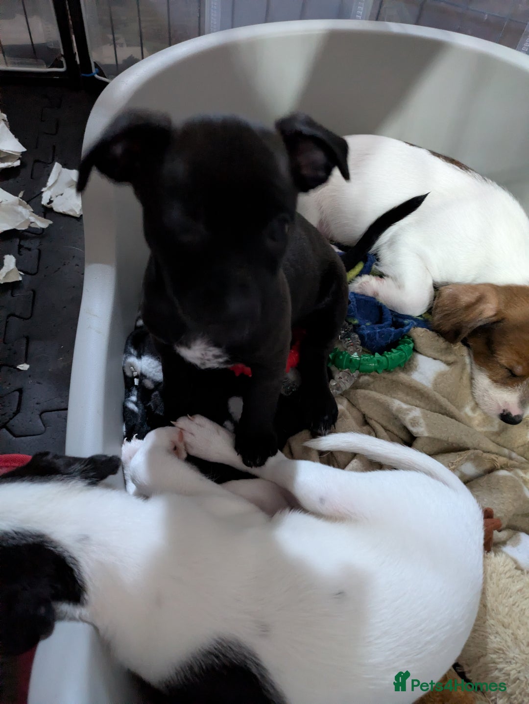 Mixed Breed dogs for sale: F1 jackcain  - Advert 28