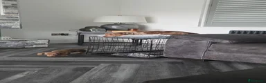 Miniature Dachshund 1