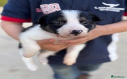 Border Collie dogs for sale: Border collie puppies ready now  - Image 7