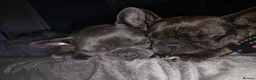 French Bulldog dogs for adoption: Pollyanna  ( Brindle )  - Advert 4