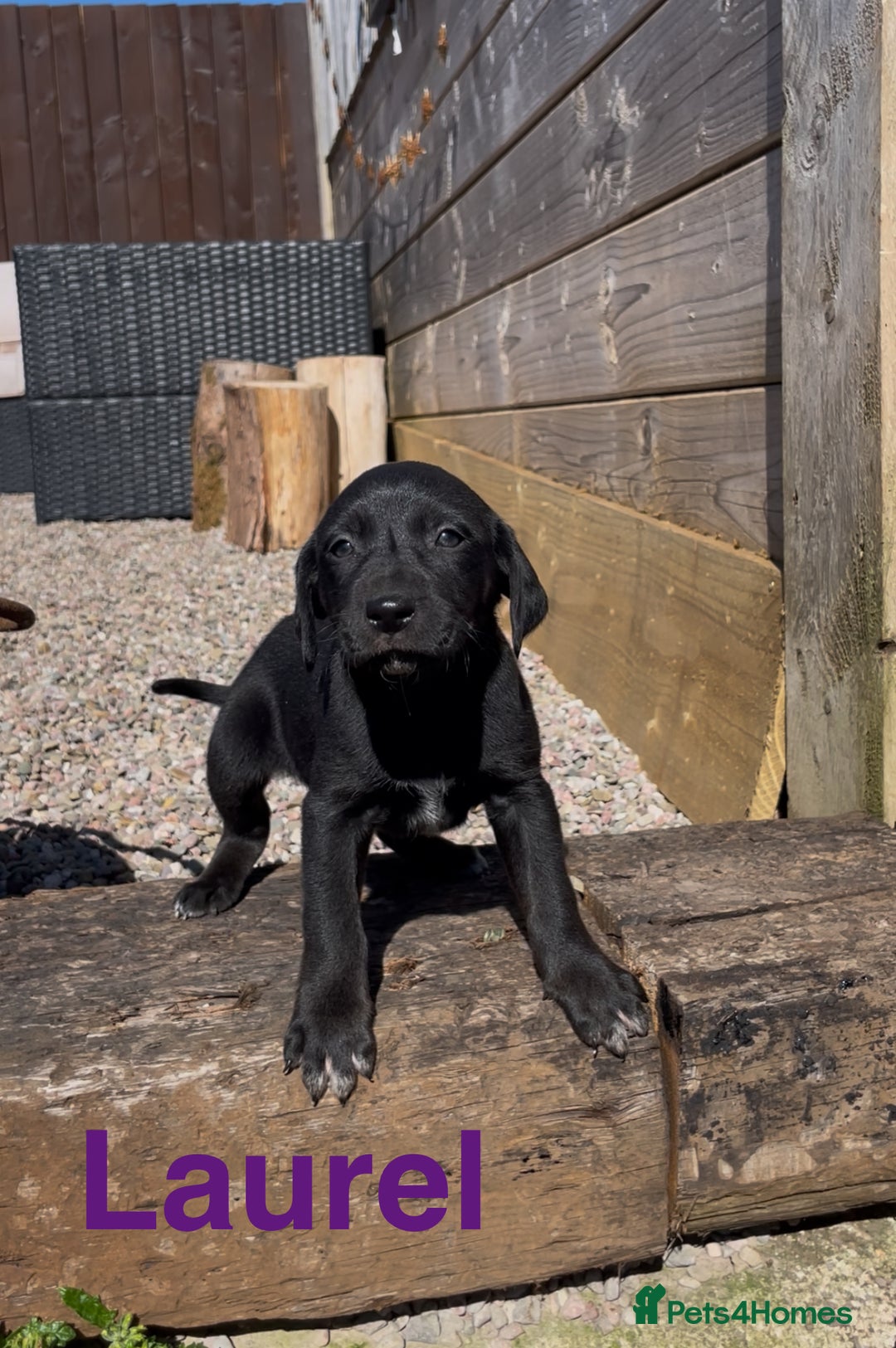 Mixed Breed dogs for sale: Stunning DNA heath test Collie x Hungarian Viszla - Image 7