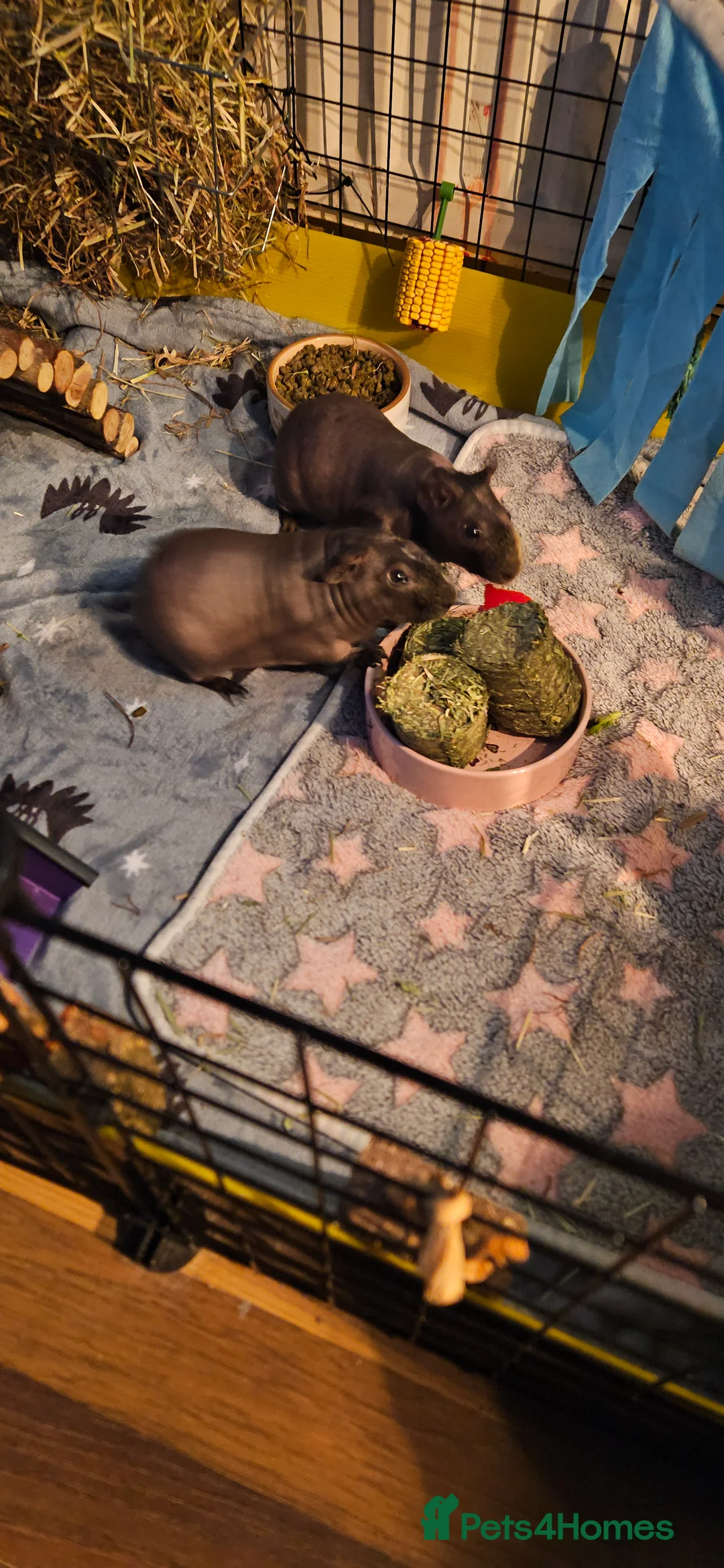 Guinea Pig rodents for sale: 2 male skinny pigs  - Advert 3