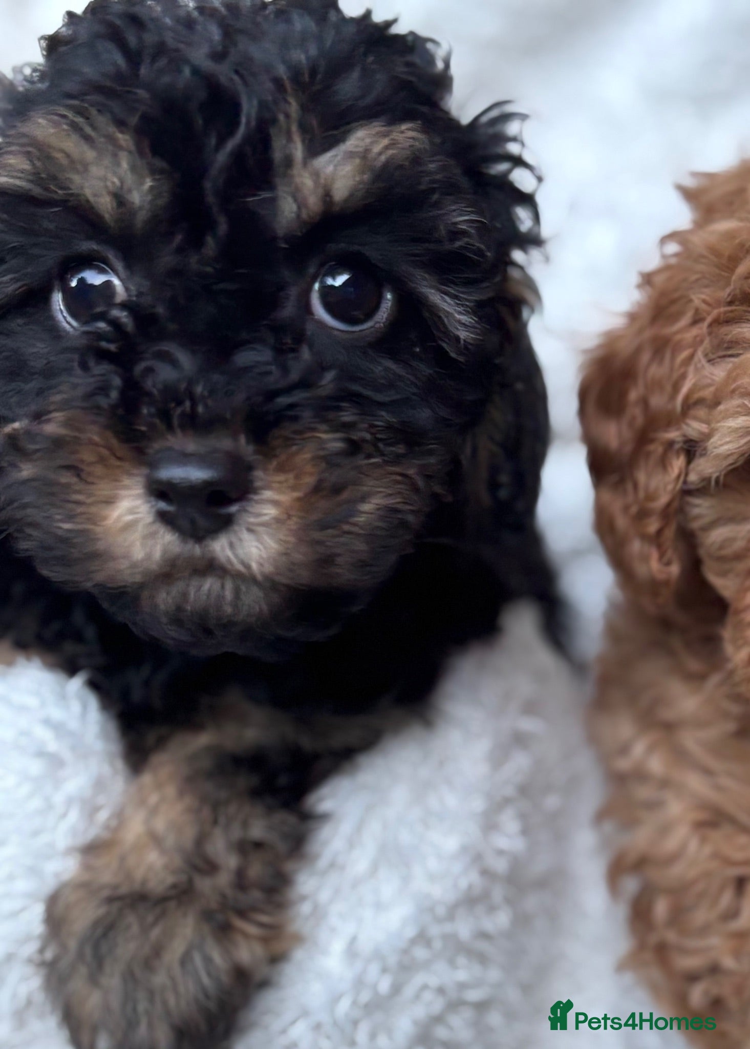 Cavapoo dogs 💛*CAVAPOO’S*1 BOY*1 GIRL*Ready Now in CHESHIRE⭐️ - Advert 2