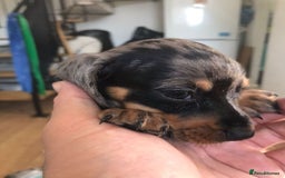 Miniature Dachshund dogs for sale: STUNNING MINIATURE DACHSHUND PUPPIES FOR SALE - Image 17