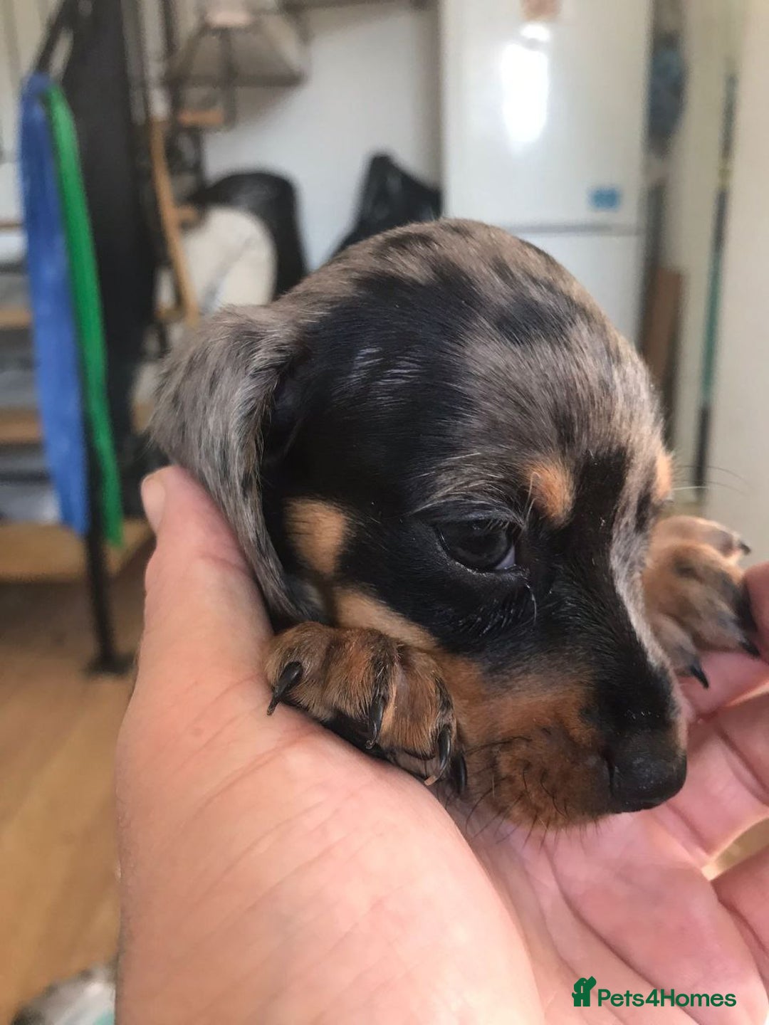 Miniature Dachshund dogs for sale: STUNNING MINIATURE DACHSHUND PUPPIES FOR SALE - Image 17