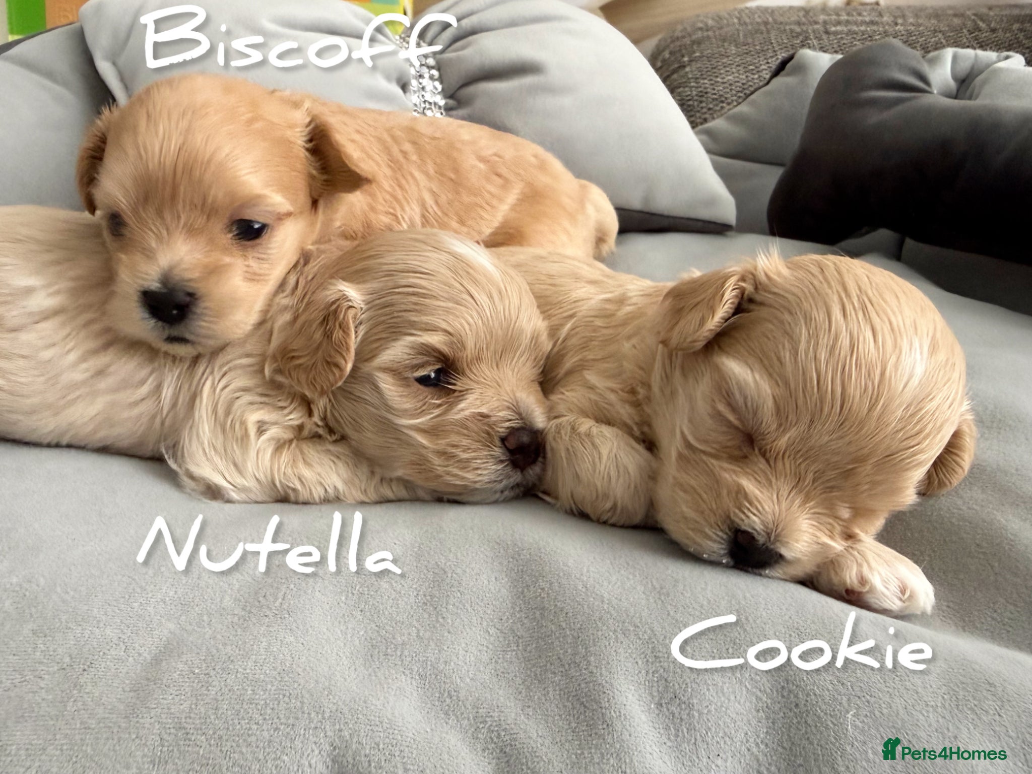 Maltipoo dogs Tiny Teddy Maltipoo- from Asian teddy dad! - Advert 1