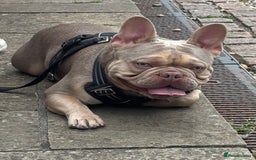 French Bulldog dogs for stud: Isabella stud  - Image 2