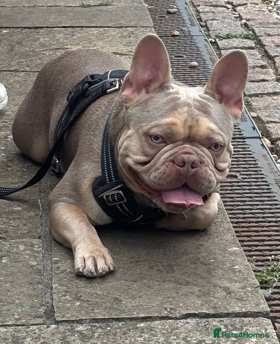 French Bulldog dogs for stud: Isabella stud  - Image 2