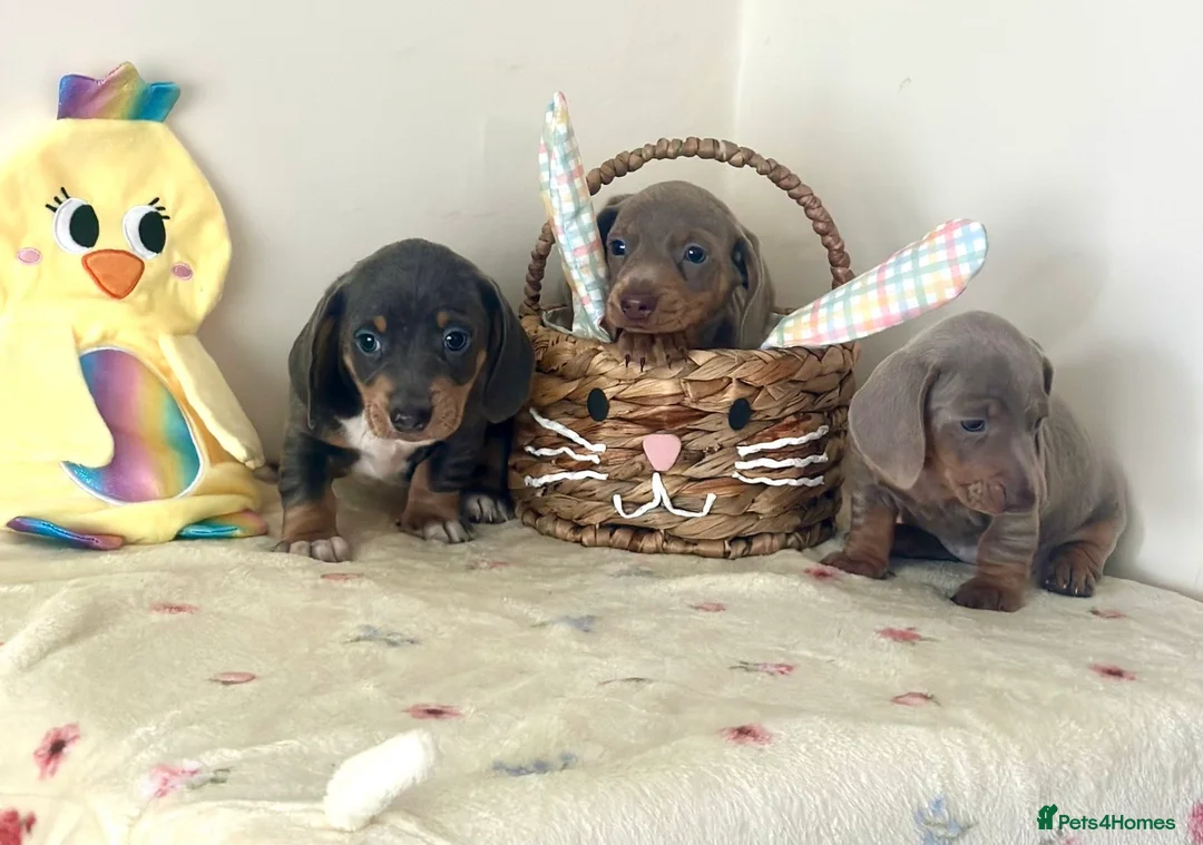Dachshund dogs for sale: Stunning Dachshund puppies 🐾 - Advert 5