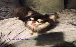 Chihuahua dogs for sale: Only one beautiful boy left,he's totally stunning  - Image 26