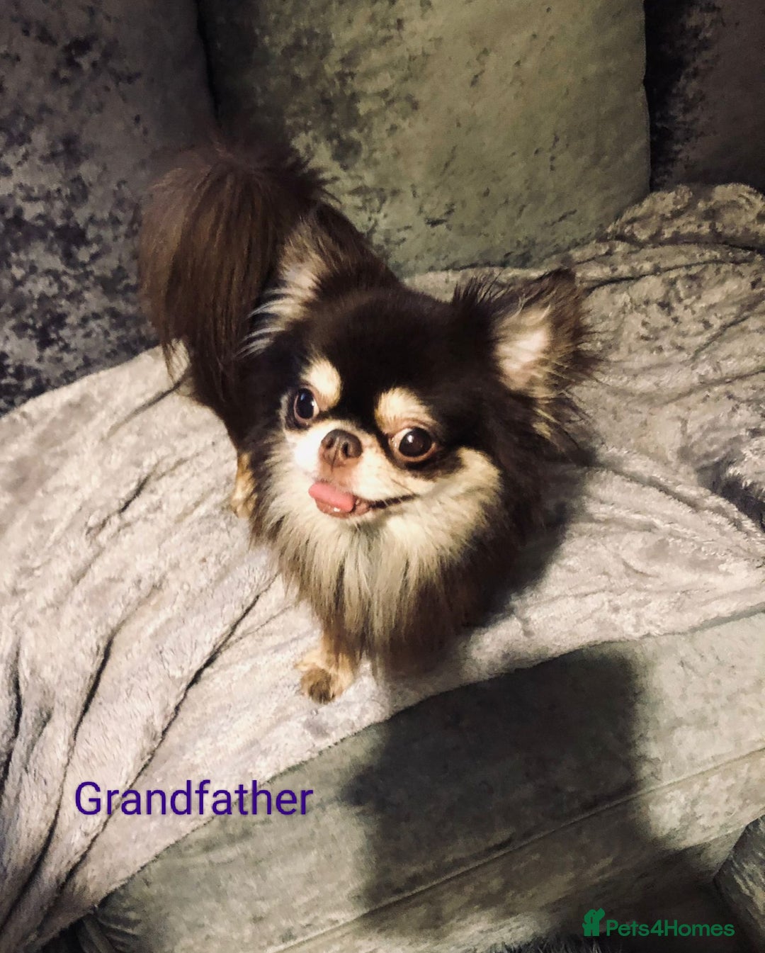 Chihuahua dogs for sale: Only one beautiful boy left,he's totally stunning  - Image 26