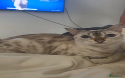 Bengal cats for sale: 🧡🖤Cinnamon & Smokey bengals🖤🧡 - Image 3