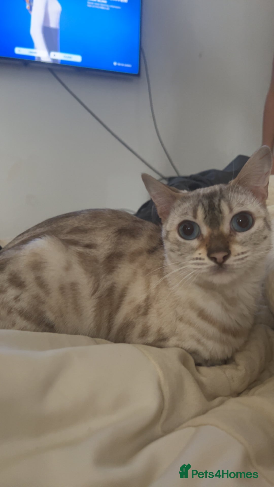 Bengal cats for sale: 🧡🖤Cinnamon & Smokey bengals🖤🧡 - Image 3