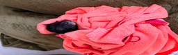 Portuguese Water Dog dogs for sale: Pure Unique Portuguese Water  Dogs  in Redruth - Advert 12