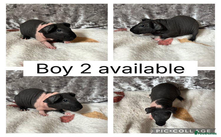 Guinea Pig rodents - Advert 2