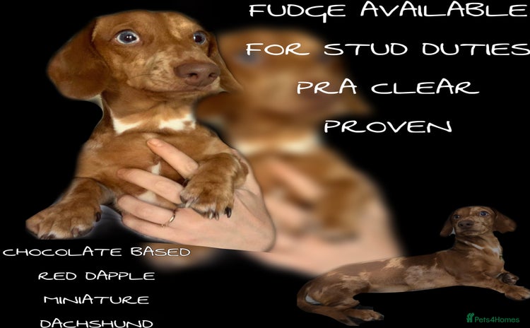 Miniature Dachshund dogs in Pontypridd - Advert 6