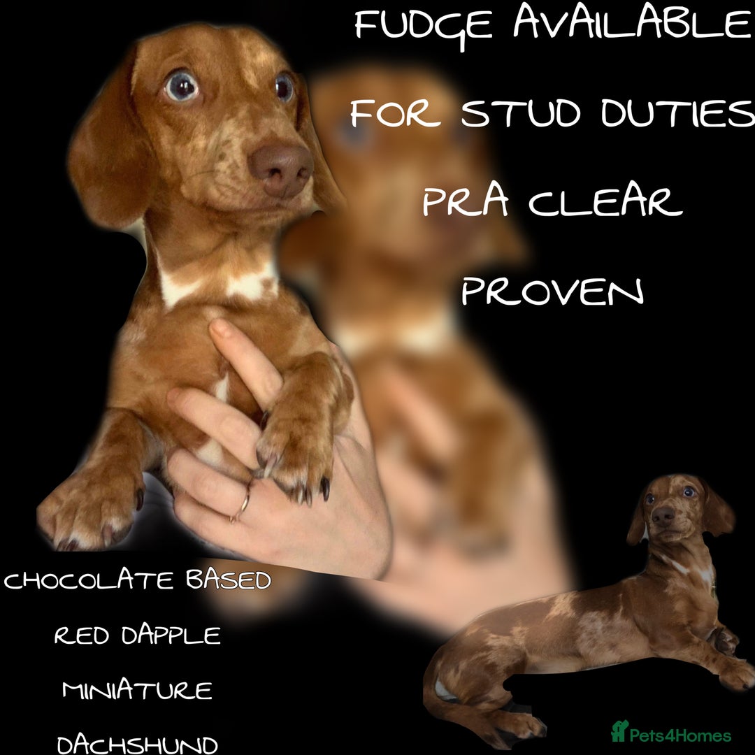 Miniature Dachshund dogs for stud: miniature dachshund stud  in Pontypridd - Advert 2