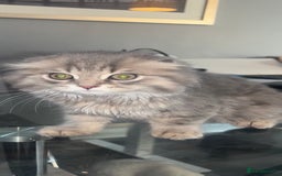 Scottish Fold cats for sale: PRICE DROP folded ear Scottish fold kittens  - Image 1