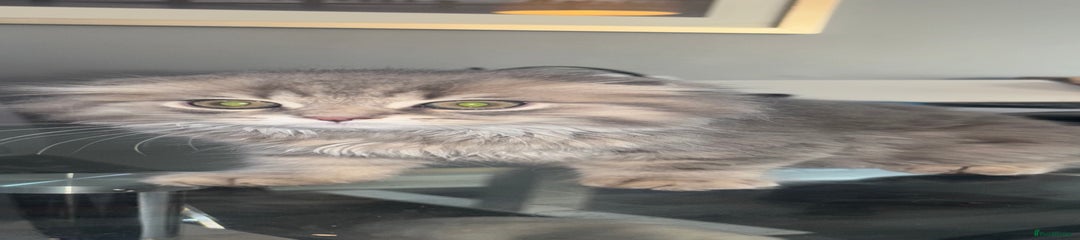 Scottish Fold Kitten 1