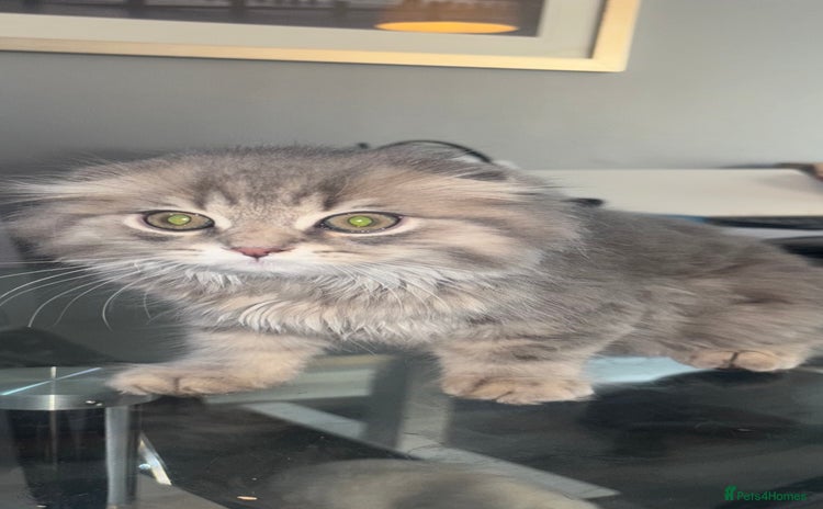 Scottish Fold cats - Advert 1