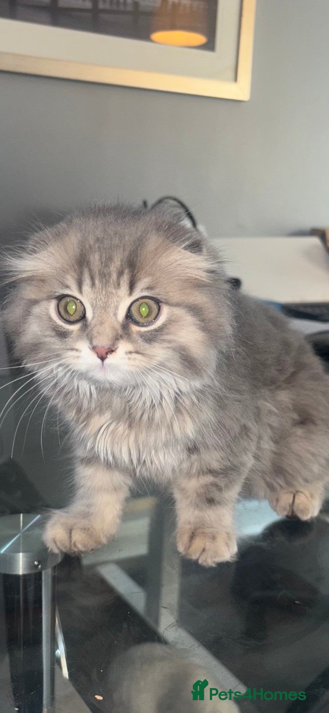 Scottish Fold cats for sale: PRICE DROP folded ear Scottish fold kittens  - Image 1