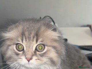 Scottish Fold cats - Advert 31