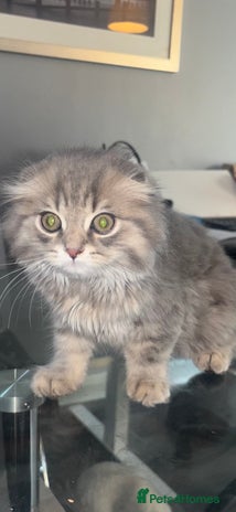 Scottish Fold cats - Advert 1