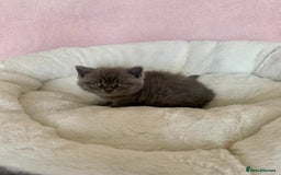 British Shorthair cats for sale: British shorthair kitten  - Image 12