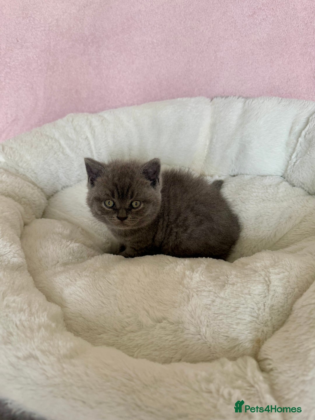 British Shorthair cats for sale: British shorthair kitten  - Image 12