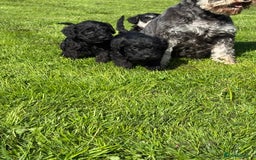 Schnoodle dogs for sale: Stunning Schnoodles, heath tested  - Image 21