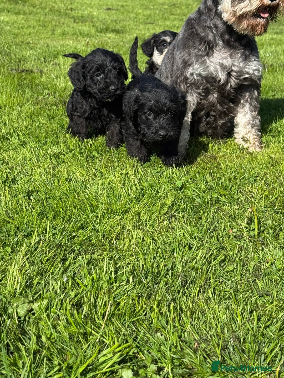 Schnoodle dogs for sale: Stunning Schnoodles, heath tested  - Image 21