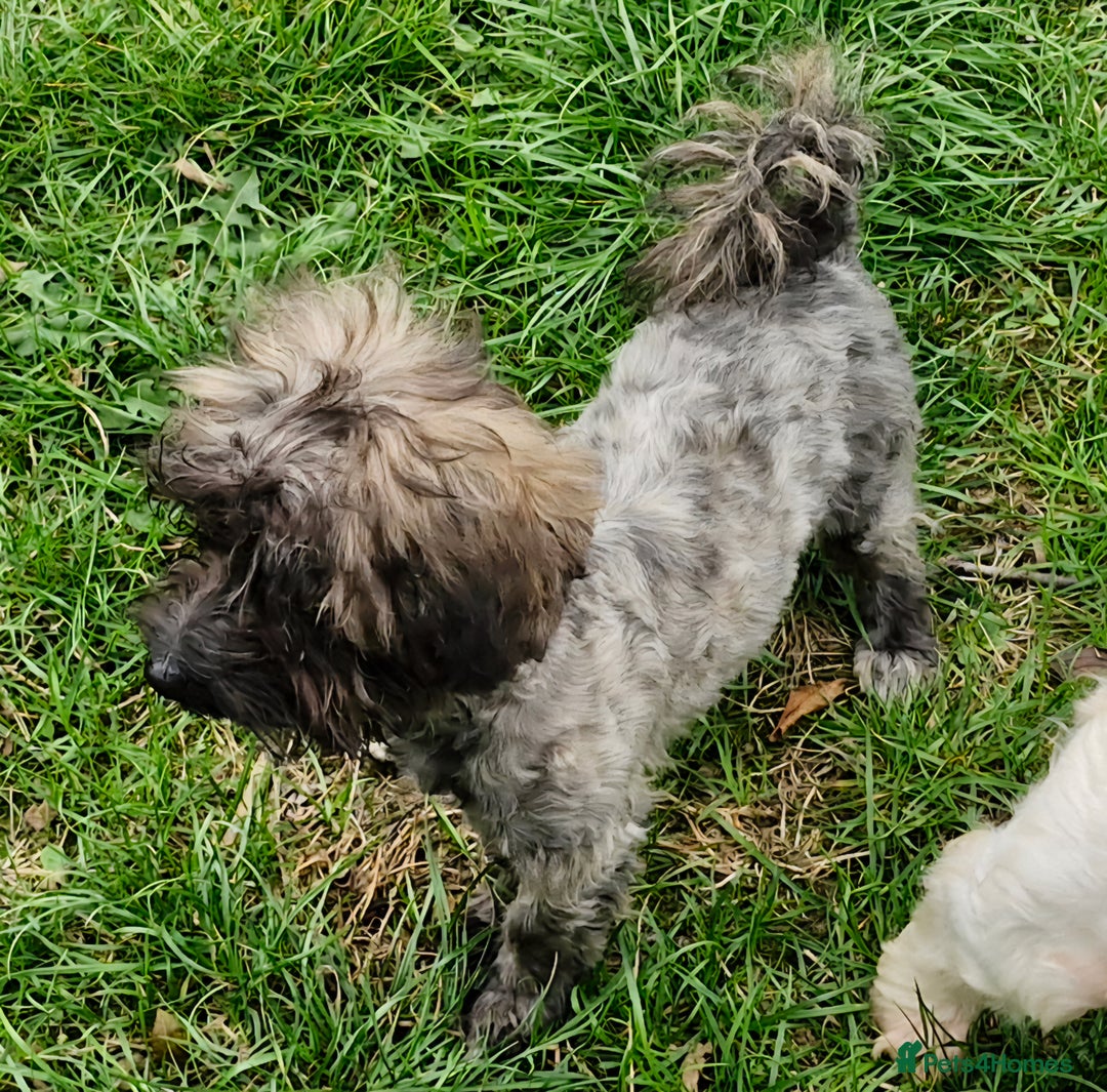 Maltipoo dogs for sale: Very Small Maltipoo Girl Puppy - Image 3