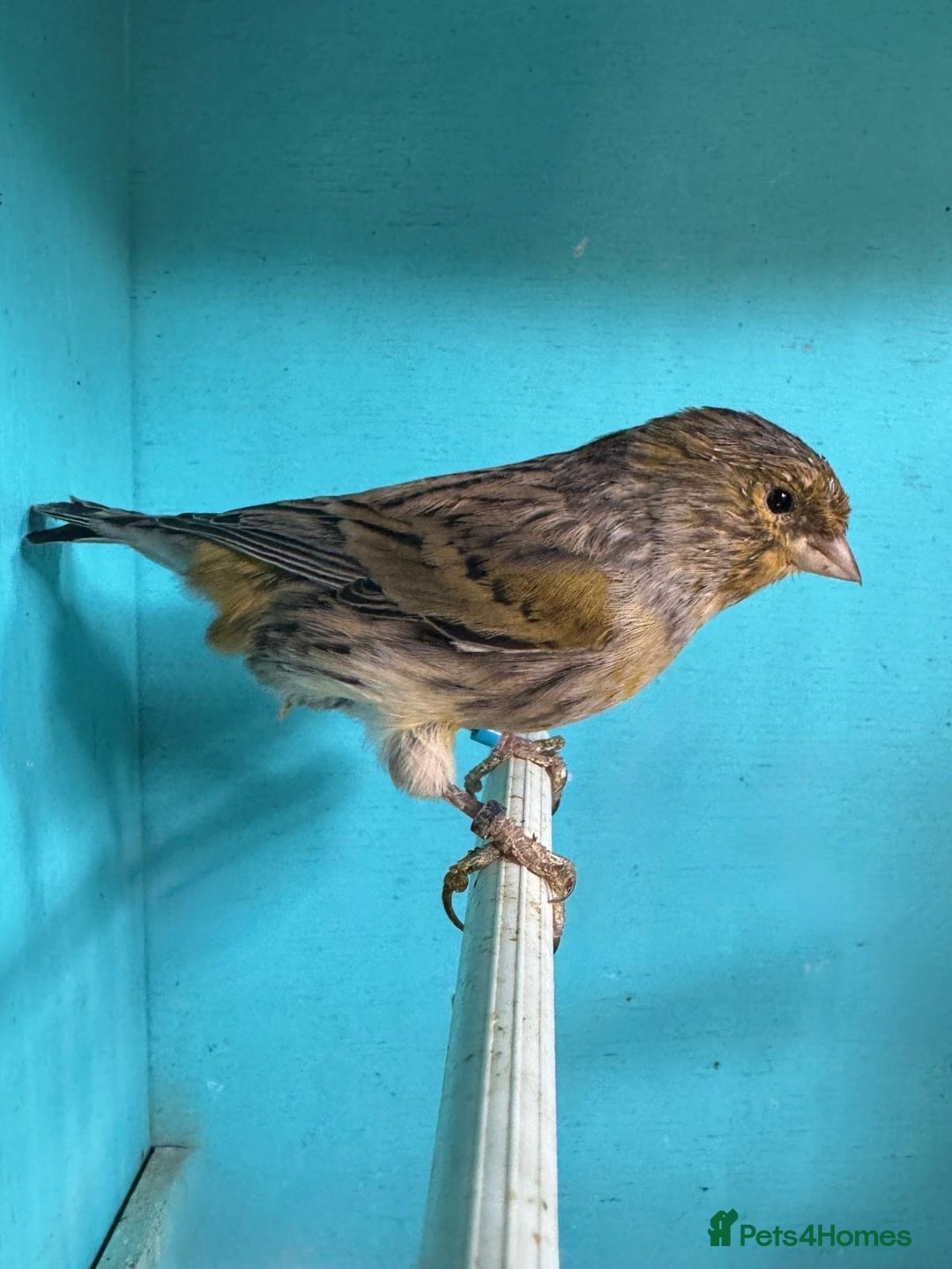 Canaries birds for sale: Young canaries  - Image 4