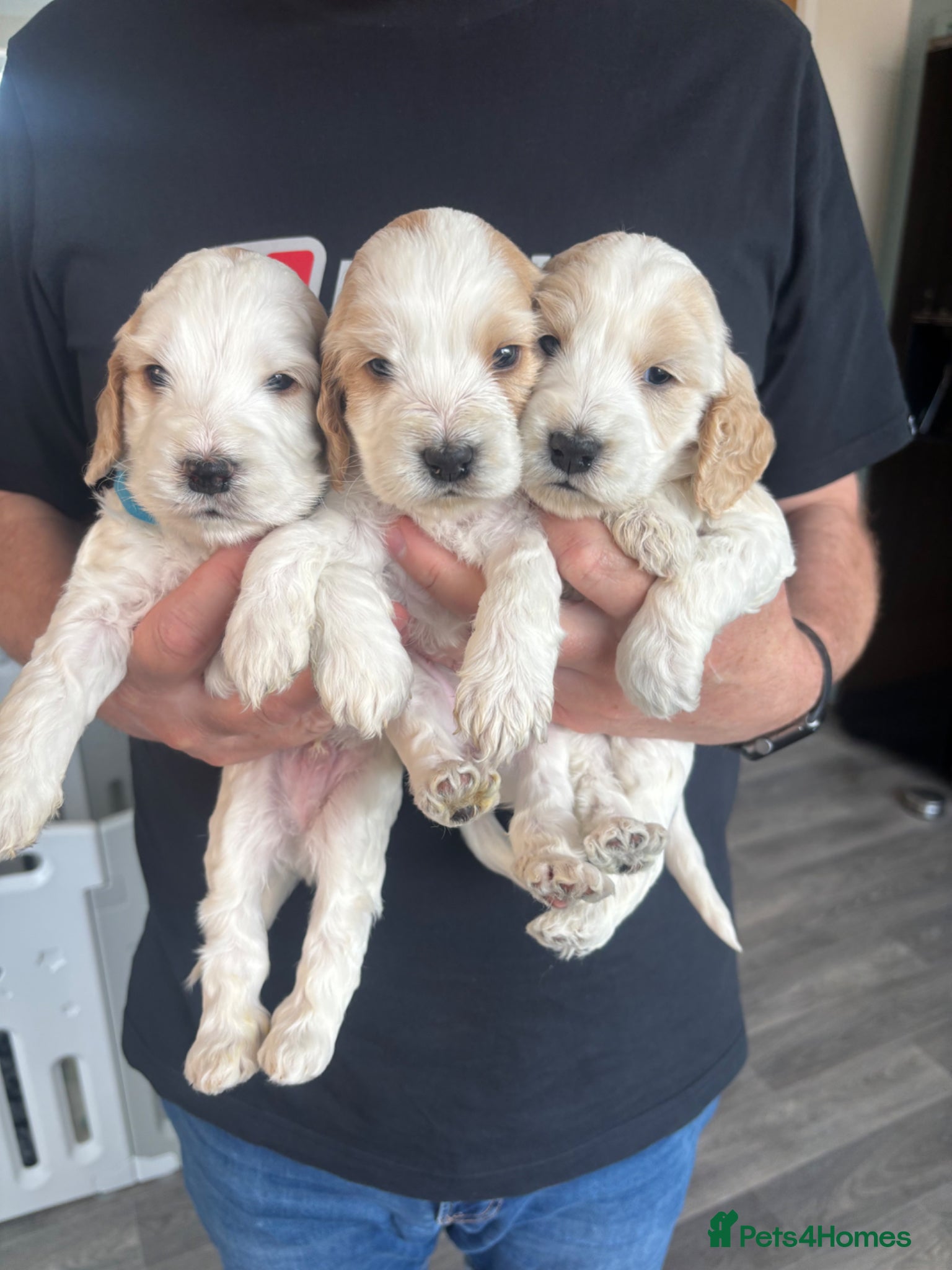 Cockapoo dogs Beautiful cockapoo puppies  - Advert 1