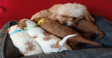 Cavapoo dogs F2 Cavapoo, Dog breeding license - Advert 11