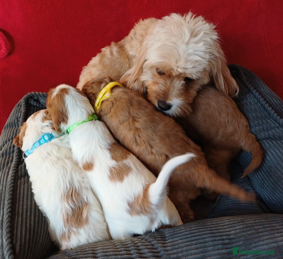 Cavapoo dogs for sale: F2 Cavapoo, Dog breeding license - Advert 2