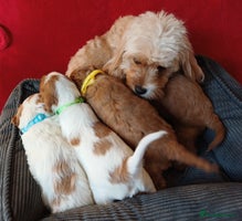 Cavapoo dogs F2 Cavapoo, Dog breeding license - Advert 2