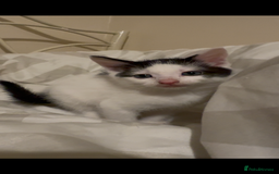 Mixed Breed cats for sale: 2 male kittens looking for their forever homes  - Image 1