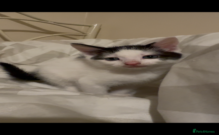 Mixed Breed cats - Advert 1